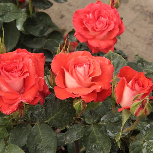 Rosa Scherzo™ - rosso - Rose per aiuole (Polyanthe – Floribunde) - Rosa ad alberello0
